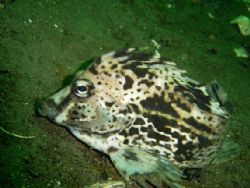 Chanchito from chilean fjord comau paragonia by David Thompson 